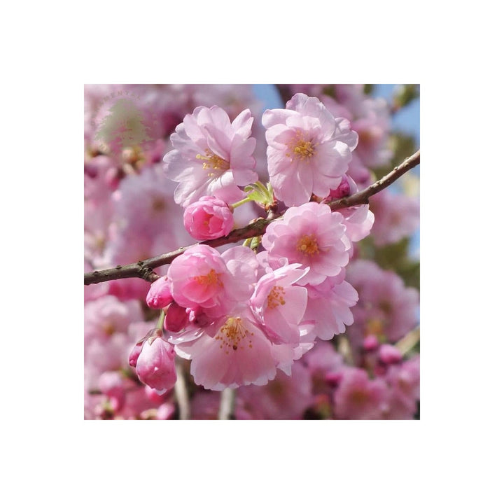 Dwarf Cherry Blossom Prunus Serrulata Flowering Tree For Planting In Indoor Pots Patios Flower [neera-v5-8359577c47424d9aca0f]