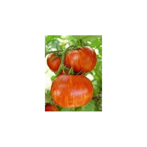 Heirloom Non-GMO Striped Tomato Seeds for Planting [neera-v5-8366e396f04ead3a55d3]