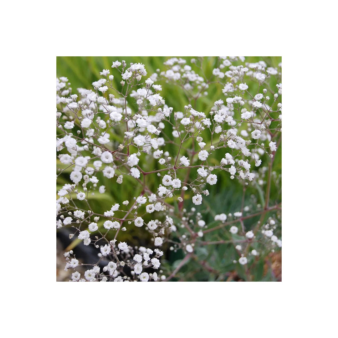 White Gypsophila Gypsophila Muralis Gypsy Compact Flower For Planting In Home Garden Borders Flower [neera-v5-836cc77c6ed5a9ef2f79]