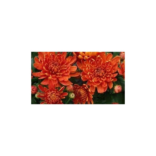 Heirloom Non-GMO Orange China Aster Flower Seeds for Planting [neera-v5-837b3370151ab2d30c8e]