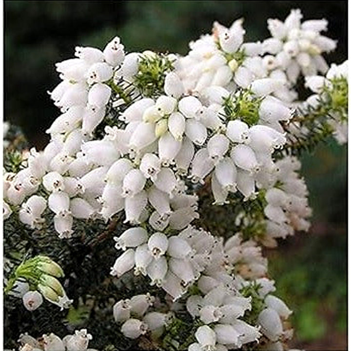 Heirloom Kinlochruel Heather Seeds [neera-v5-839619bcfa3c8ee1e133]