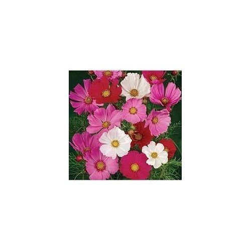 Mix Cosmos Flower Seeds for Planting [neera-v5-83a57c6002e1391e9ae2]