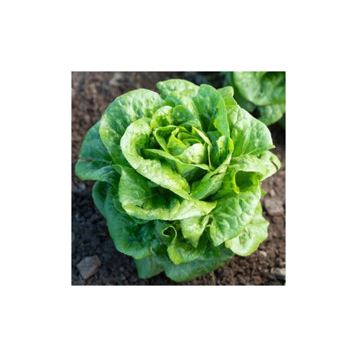 Winter Imperial Lettuce Seeds for Planting [neera-v5-83becb8dd22469f1b88a]