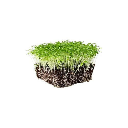 Parsley Italian Flat Leaf Seeds [neera-v5-83c1f74d88384ee6c0c5]