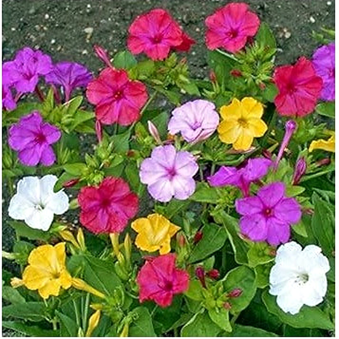 Mixed Mirabilis Flower Seeds [neera-v5-83c50bf81cd42513a49a]