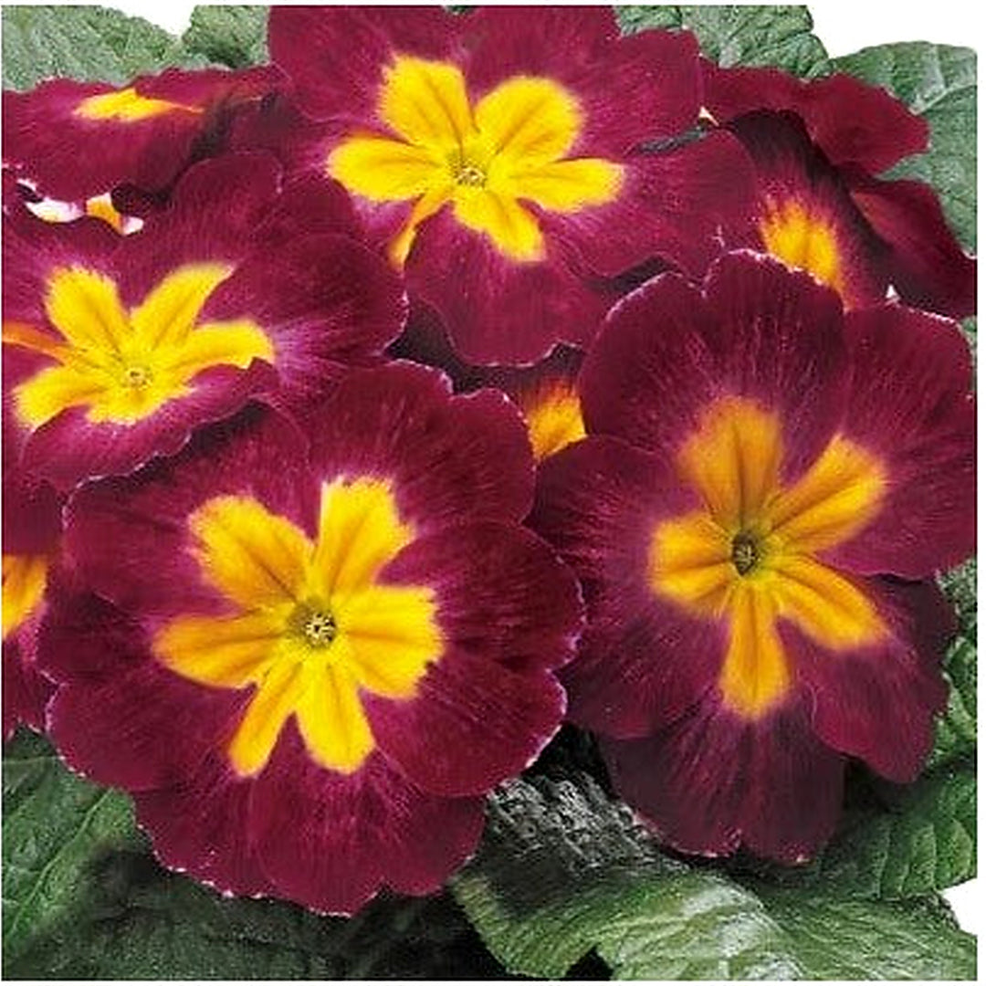 Primula Planting Primrose Planting Primula Danova Burgundy Bi Color Flower Heirloom Non Gmo [neera-v5-83cb20f622b767e11a20]