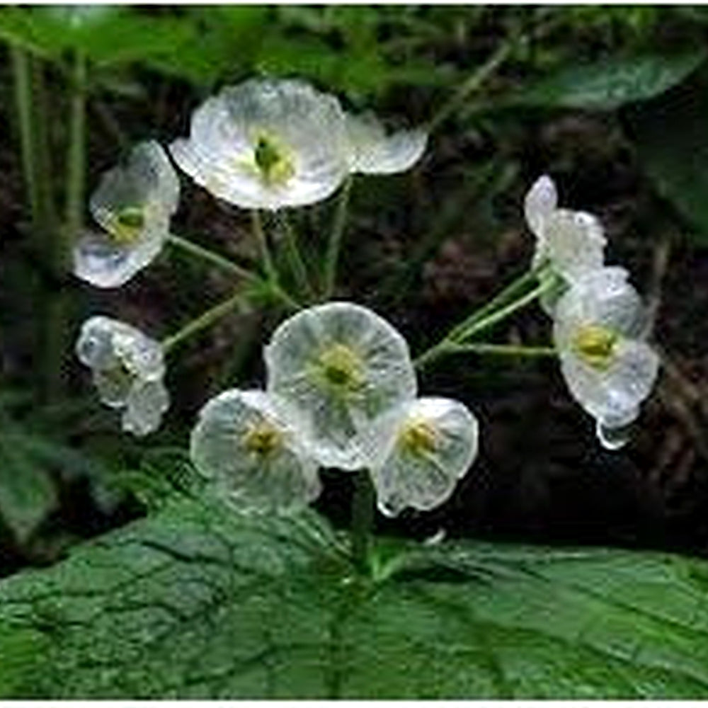 Skeleton Flower Seeds for Planting [neera-v5-83cdf0b26d43532904d6]