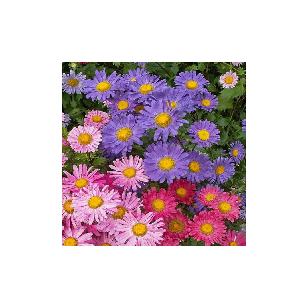 Aster Callistephus Chinensis Flower For Planting In Home Garden Pots Flower Seeds for Home [neera-v5-83db14a84fc68f534588]
