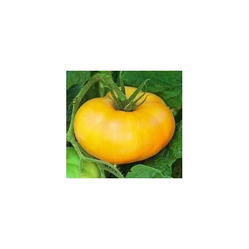 Big Dark Yellow Tomato Seeds for Planting [neera-v5-83e2a325d60ff9bed6e8]