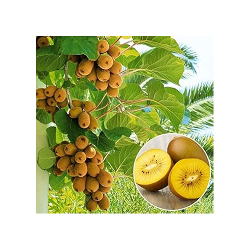 Light Green Kiwi Fruit Seeds for Planting [neera-v5-83ebcc5366c0e08cc163]