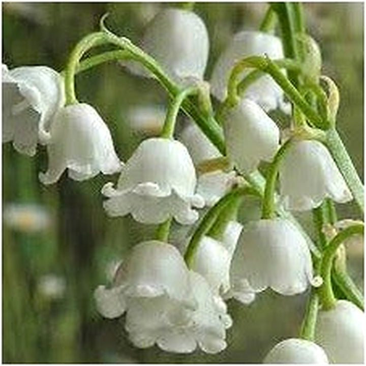 Heirloom Non-GMO Valley Flower Seeds for Garden Planting [neera-v5-83fbcedaae437d698508]