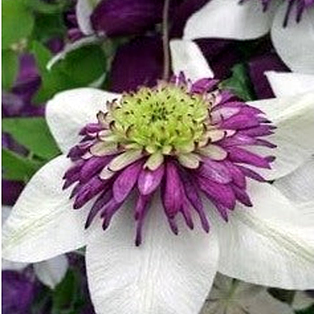 White Purple Clematis Flower Heirloom Non Gmo Vining Blooms For Garden Planting Flower Seeds for [neera-v5-840de0e59108c9b87735]
