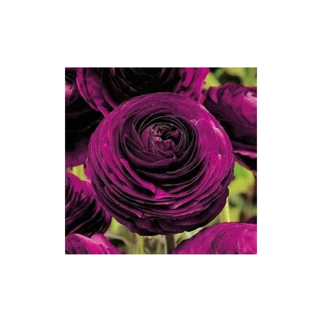 Ranunculus Ranunculus Asiaticus Flower For Planting Great For Backyard Gardening Cut Flower [neera-v5-8420c126338c04e83d79]