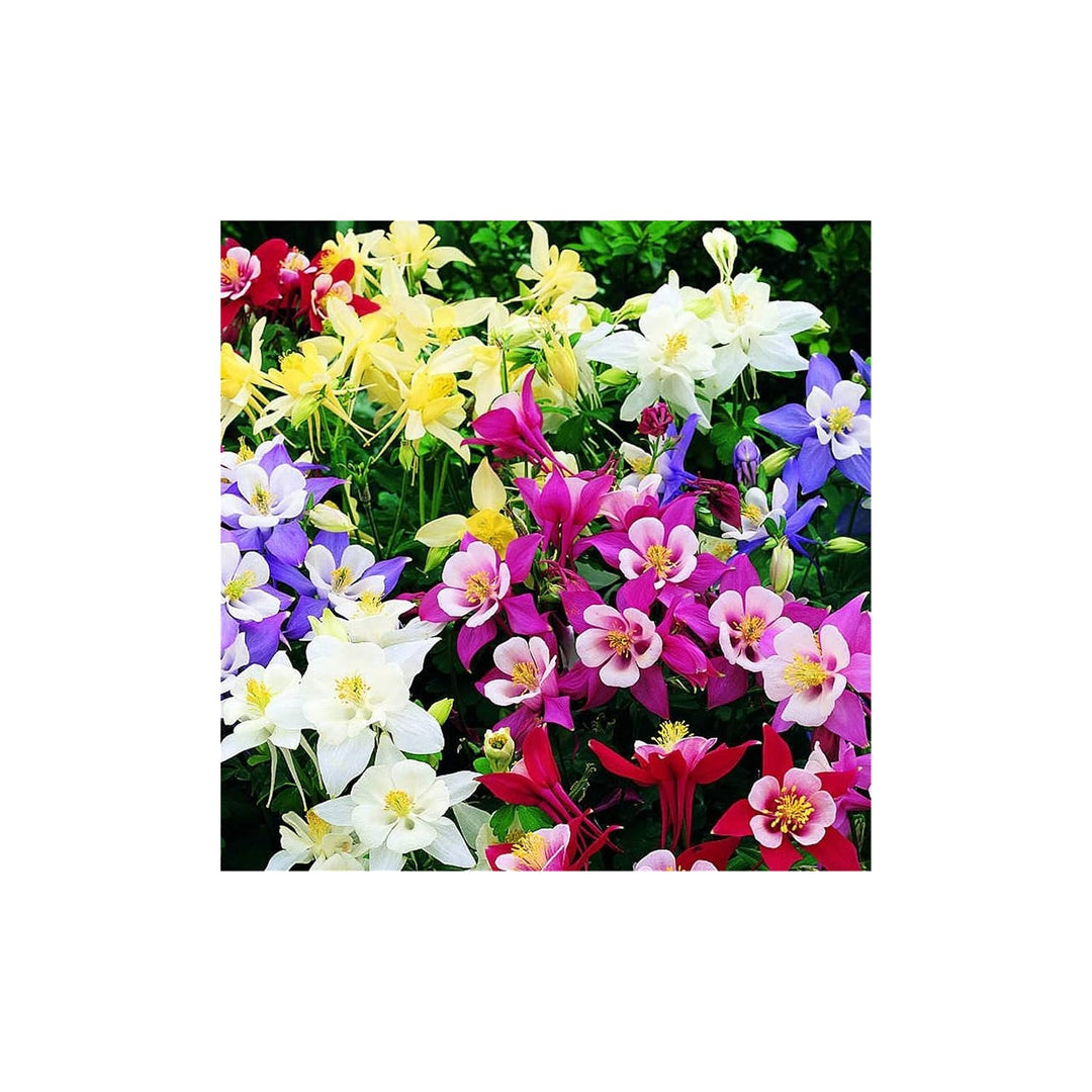 Columbine Aquilegia Canadensis Canadian Flower For Planting Perfect For Pollinator Friendly Home [neera-v5-8424406d1f3e2473c4b2]