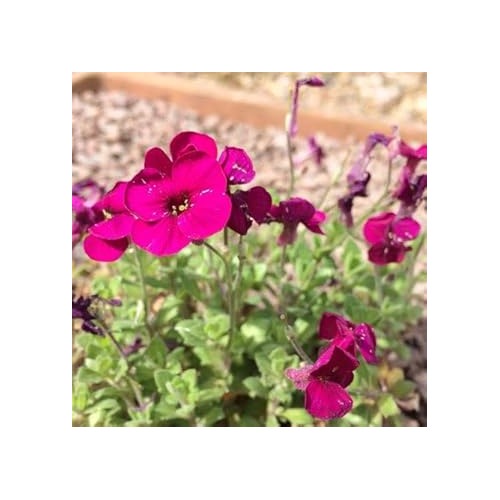Heirloom Non-GMO Dark Pink Rock Cress Flower Seeds for Planting [neera-v5-8424e91e2cbcc687cca9]
