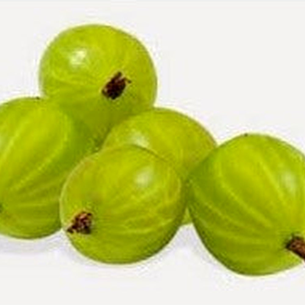 Mulberry Tree Seeds [neera-v5-8429bb962215b0c41596]