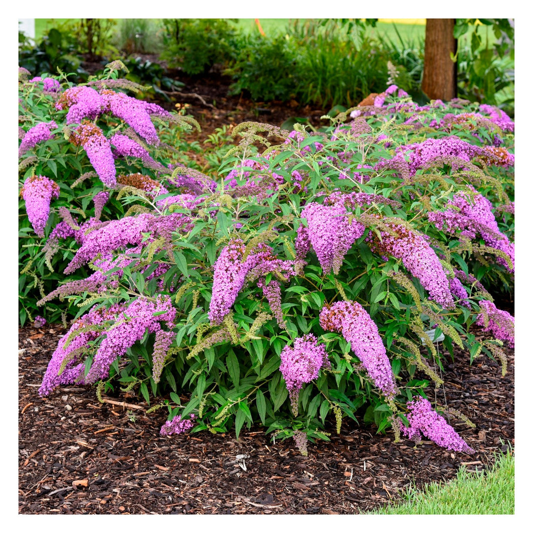 Heirloom Bush Flower Non Gmo Flower For Planting Flower Seeds for Home Garden Planting, Premium [neera-v5-842ba8ee9955d0761688]