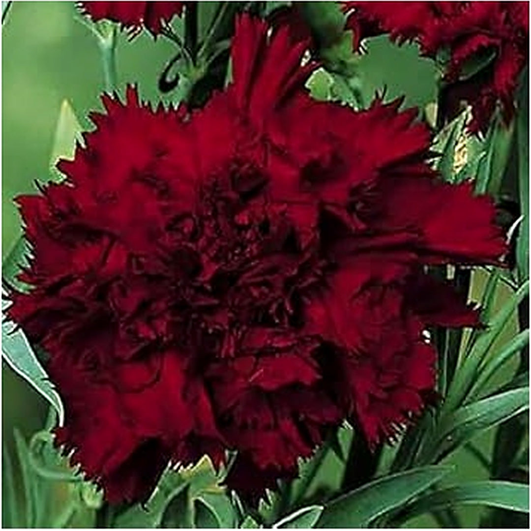 Baren Red Dianthus Seeds for Planting [neera-v5-84371daf0bfd4f47bff1]
