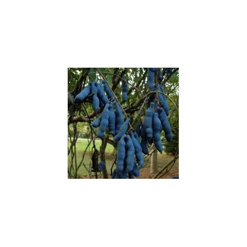 Blue Sausage Plant Seeds for Planting [neera-v5-843bdf61d16ff50c4cb5]