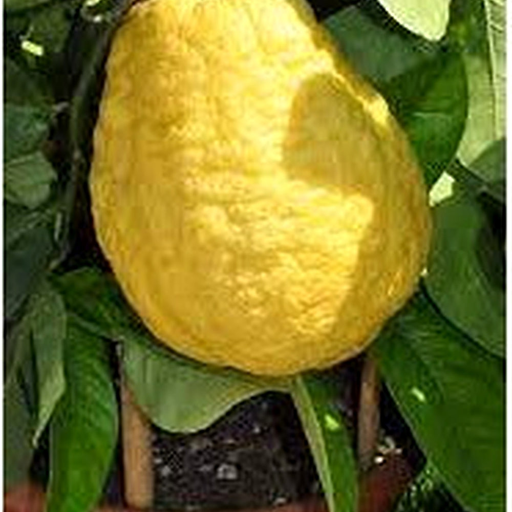 Yellow Citron Citrus Plant Seeds [neera-v5-843f5e20a14c5491b14d]