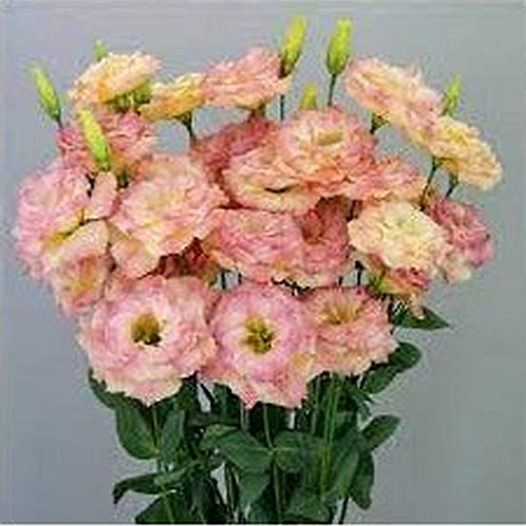 Orange Light Pink Eustoma Flower Seeds for Planting [neera-v5-84402c697825b90dd07b]