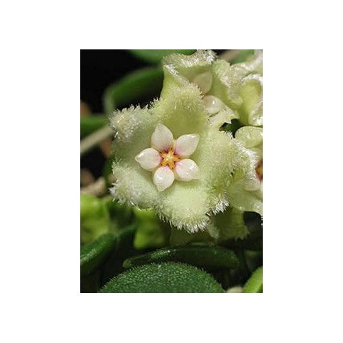 Mint Green Hoya Carnosa Flower Seeds for Planting [neera-v5-8453c84e604ea2dff365]