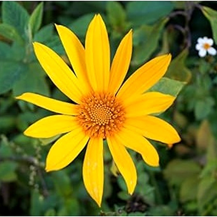 Yellow Diversifolia Flower Seeds for Planting [neera-v5-84579f322003f2a77aa0]
