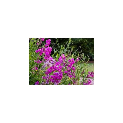 Heirloom Everlasting Pea Flower Seeds, Non-GMO, High Germination Climbing Blooms [neera-v5-845fad237c6aad351f21]