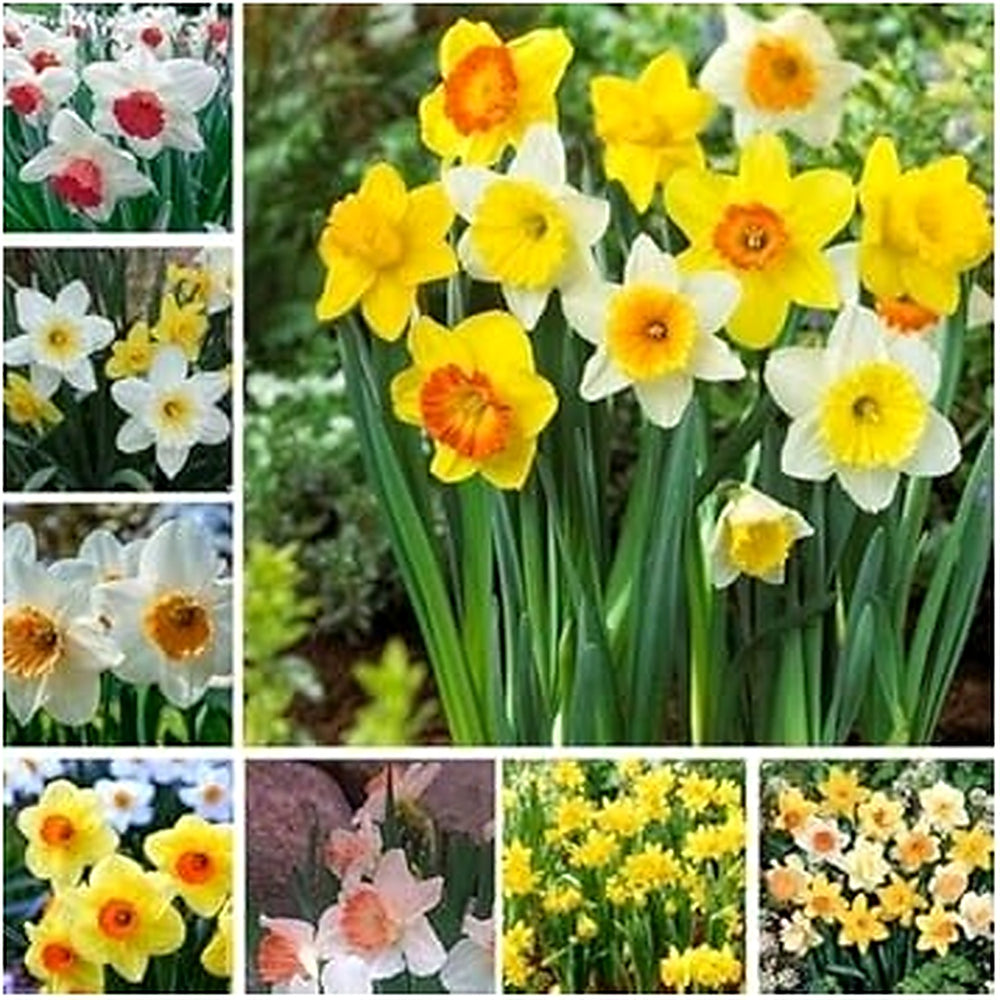 Mixed Double Petals Narcissus Daffodil Flower Seeds [neera-v5-84600cf2266509869ea9]