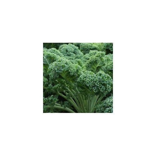 Kale Curled Seeds for Planting [neera-v5-8460b186412fe0b175e7]