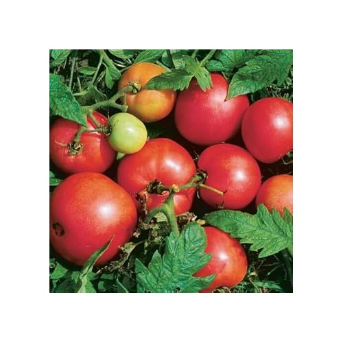 Tomato Seeds for Planting [neera-v5-8462abea23d0dc7e0171]
