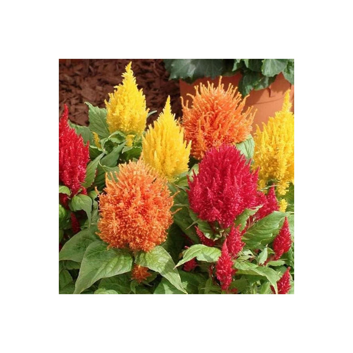 Orange Celosia Celosia Plumosa Flower Flower Seeds for Home Garden Planting, Fragrant Organic [neera-v5-846b5d18d9a64b68aa6b]