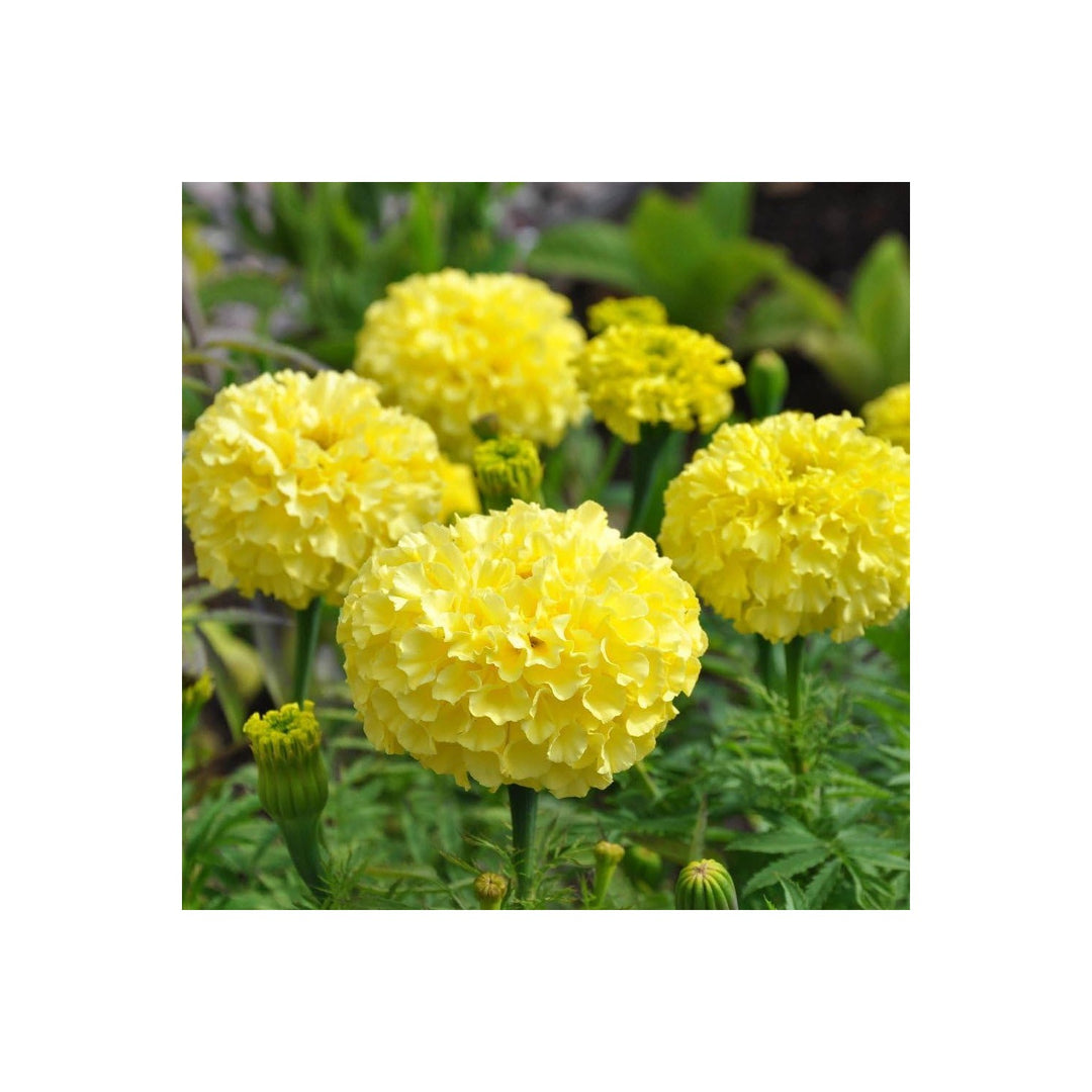 Mexican Marigold Flower Heirloom Non Gmo Vibrant Blooms Garden Planting Flower Seeds Home [neera-v5-846d3850a54a22fd9405]