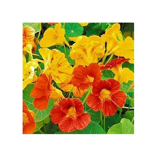 Heirloom Yellow Red Nasturtium Flower Seeds for Planting [neera-v5-847c07c15a3777255cf3]