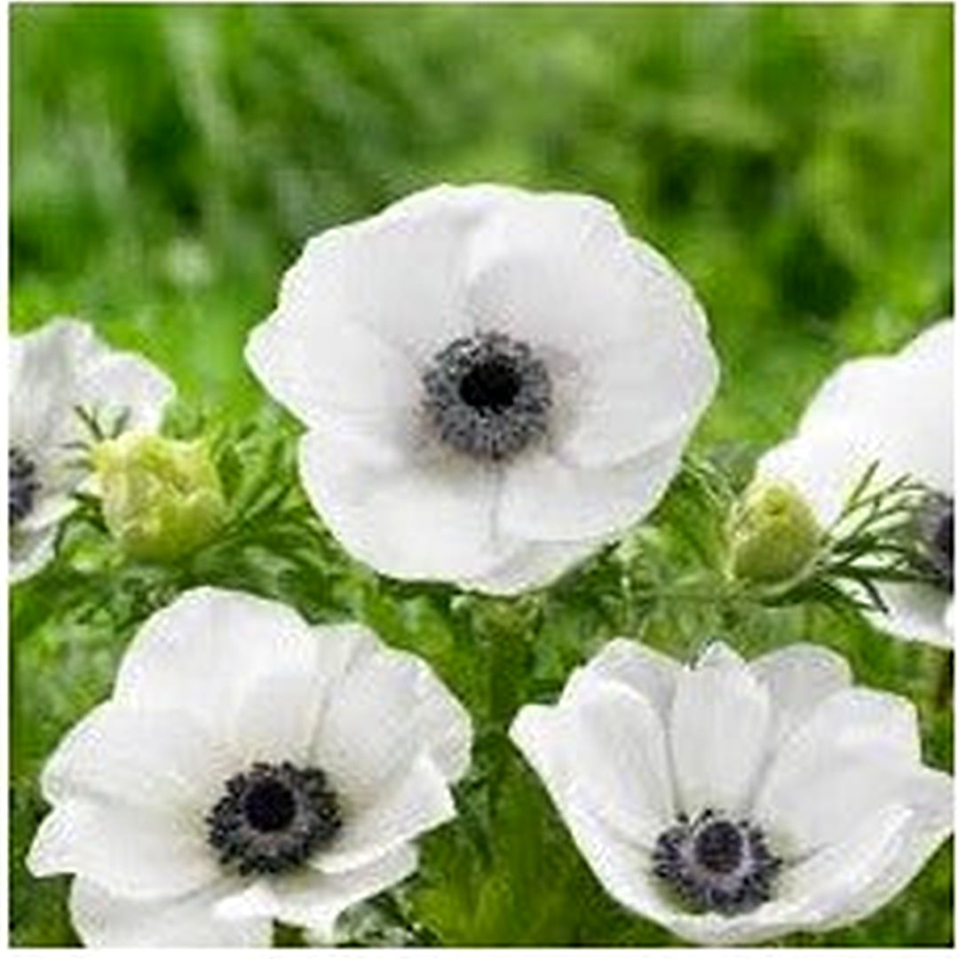 Anemone For Planting Anemone Coronaria For Flower Borders And Spring Gardens Flower Seeds for Home [neera-v5-847d1bd0f4e53158d3c8]