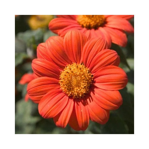 Orange Mexican Sunflower Planting Tithonia Attract Butterflies Daisy Like Bloom Heirloom Non [neera-v5-84832b448fd776cdc510]