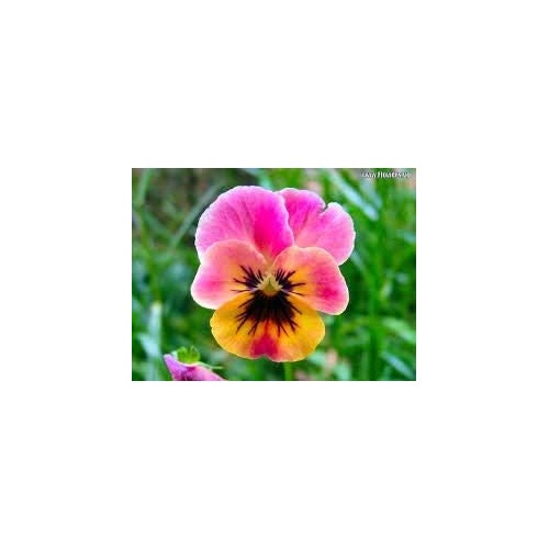 Heirloom Mixed Color Pansy Flower Seeds for Planting [neera-v5-849158c1aa4c8e8acb1c]