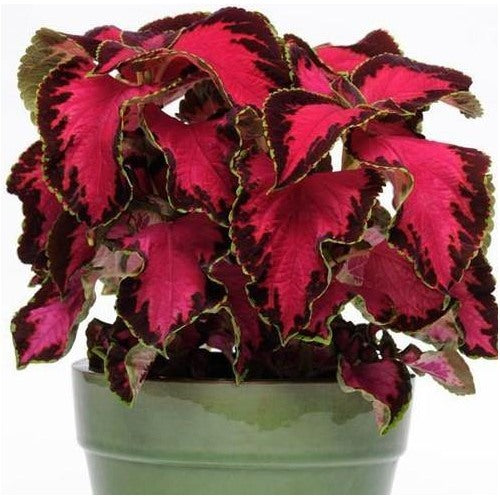 Coleus Sun “Chocolate Covered Cherry” Flower Seeds for Planting [neera-v5-84a389d9ea28277c9b78]