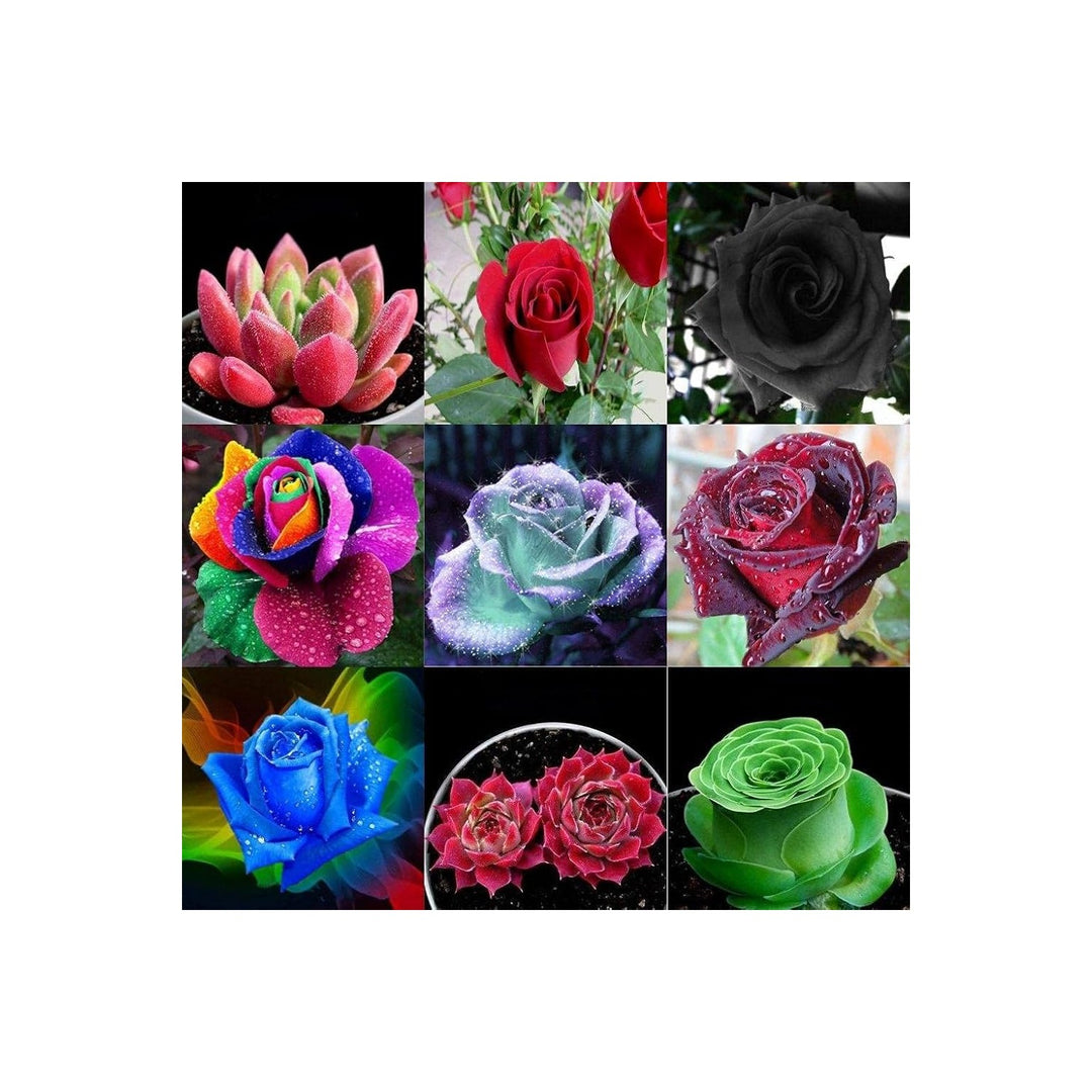Mini Rose Mixed Colors Perennial Flower For Garden Flower Seeds for Home Garden Planting, Blooming [neera-v5-84a8d01df44f221d8713]
