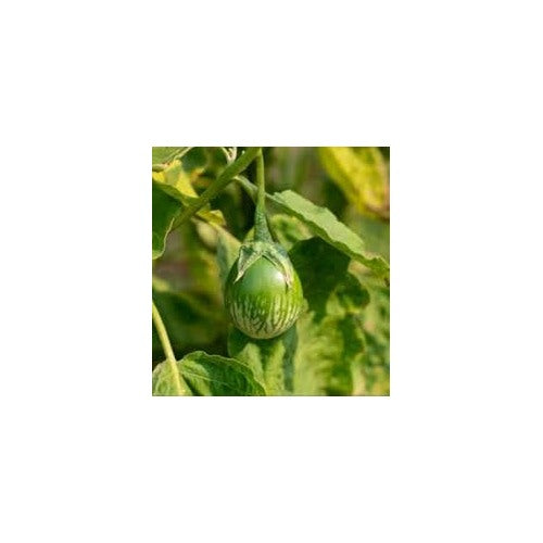Heirloom Dark Green Eggplant Seeds for Planting [neera-v5-84a9b4c53cd5c0406287]
