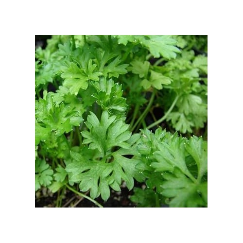 Green Petroselinum Crispum Seeds for Planting [neera-v5-84b19310ba808b207bab]