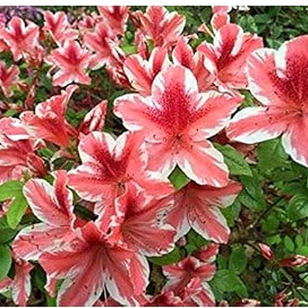 Organic White Red Azalea Flower Seeds for Planting [neera-v5-84b37449e61e4817d8a5]