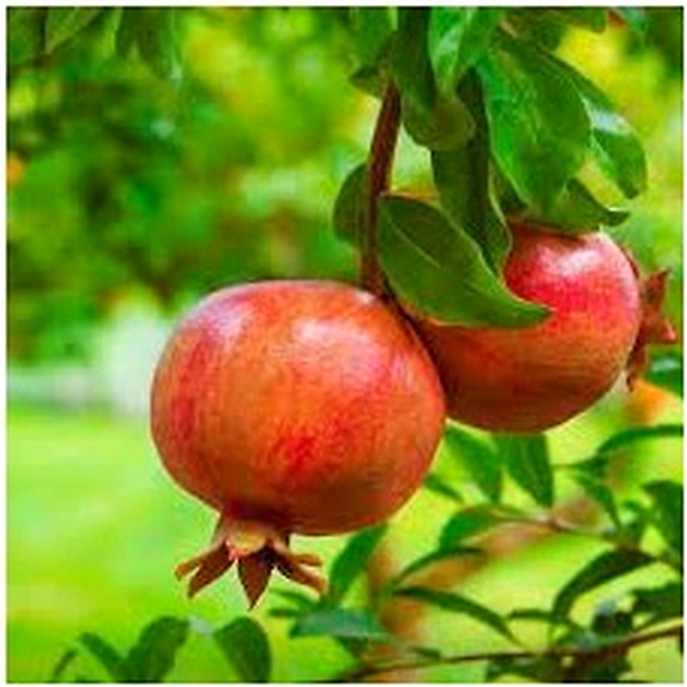 Red Pomegranate Fruit Seeds for Planting [neera-v5-84b9dc7e2b3fbd747d99]