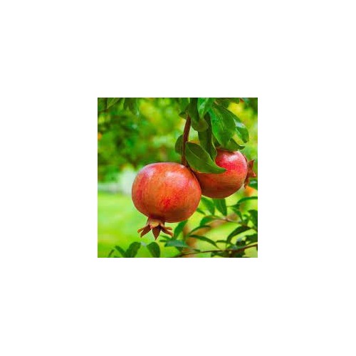 Red Pomegranate Fruit Seeds for Planting [neera-v5-84b9dc7e2b3fbd747d99]