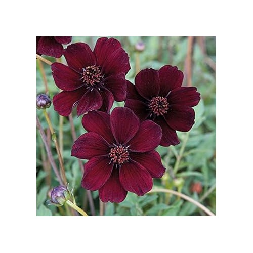 Chocolate Cosmos Flower Seeds for Planting [neera-v5-84c3527a6f8e57f1ffdc]