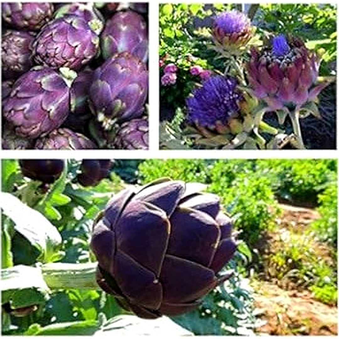 Purple Romagna Plant Seeds for Planting [neera-v5-84c79eb7621281277f24]