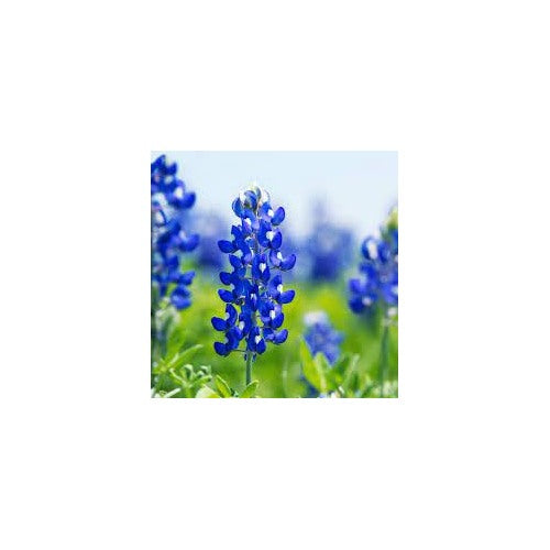 Texas Bluebonnet (Lupinus texensis) Flower Seeds for Planting [neera-v5-84cd9857d00261e51faf]