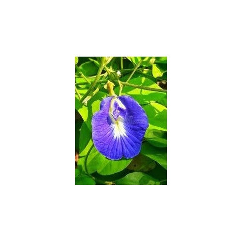 Pea Flower Seeds for Planting [neera-v5-84d0f1a6175b74b1010c]