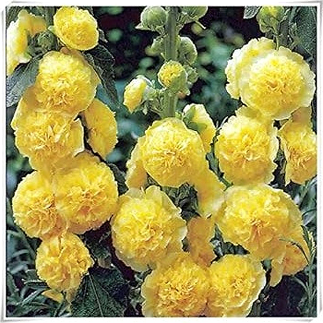 Yellow Heirloom Non Gmo Perennial Bonsai Plant For Planting Miniature Tree Flower Seeds for Home [neera-v5-84e26e89812bd68f9976]