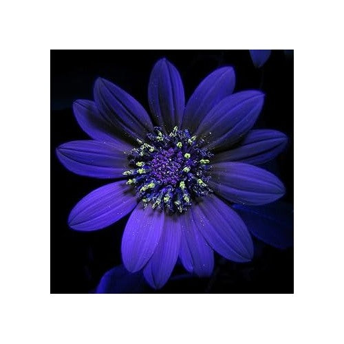 Violet Sunflower Flower Flower Seeds for Home Garden Planting, Lush Organic Blooming Collection [neera-v5-84f416bb0e5ef3b21d8d]